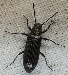 Strongylium crenatum