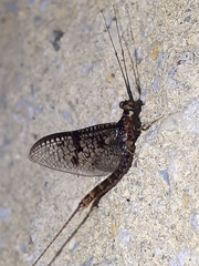 Ephemera vulgata