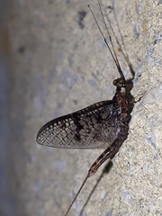 Ephemera vulgata