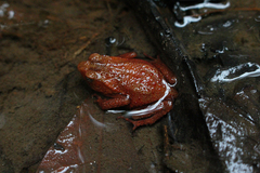 Ingerophrynus quadriporcatus