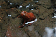 Ingerophrynus quadriporcatus