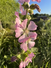 Malva thuringiaca