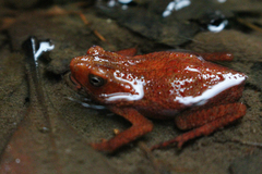 Ingerophrynus quadriporcatus