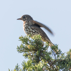 Turdus philomelos
