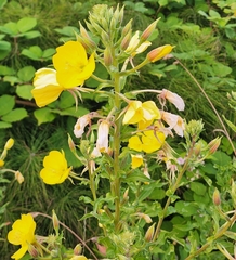 Oenothera glazioviana