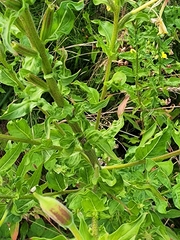 Oenothera glazioviana