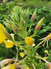 Oenothera glazioviana