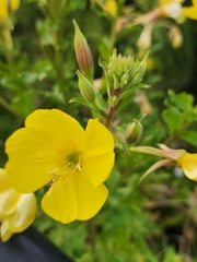 Oenothera glazioviana