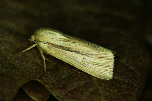 Smoky Wainscot