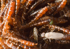 Ephydra