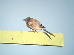 Aphelocoma californica