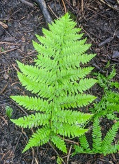 Dryopteris goldieana