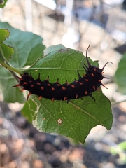 Battus philenor