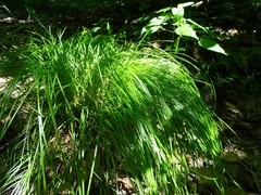 Carex bromoides