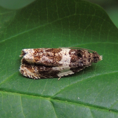 Olethreutes fasciatana