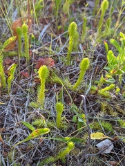 Lycopodiella inundata image