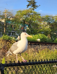 Larus glaucescens