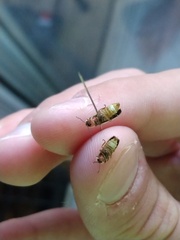 Photinus curtatus