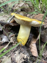 Russula flavida