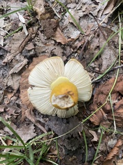 Russula flavida
