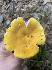 Russula flavida