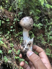 Amanita arocheae