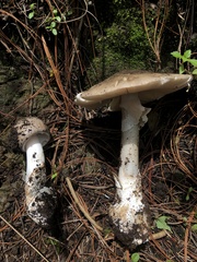Amanita arocheae
