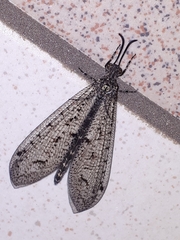 Brachynemurus nebulosus