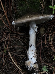 Amanita arocheae