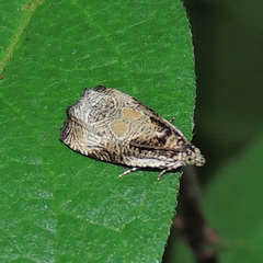 Olethreutes furfuranum