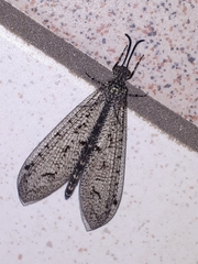 Brachynemurus nebulosus