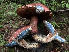 Boletus michoacanus