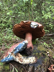 Boletus michoacanus