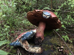 Boletus michoacanus
