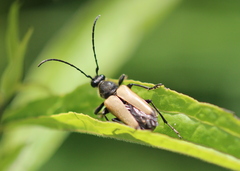 Trigonarthris proxima