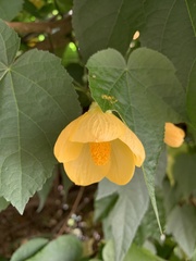 Callianthe picta