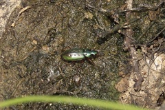 Agonum octopunctatum