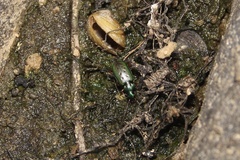 Agonum octopunctatum