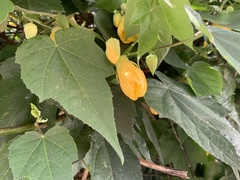 Callianthe picta