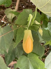 Callianthe picta