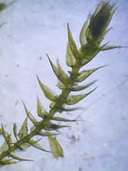 Hygroamblystegium tenax