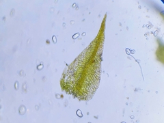 Hygroamblystegium tenax