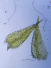 Hygroamblystegium tenax