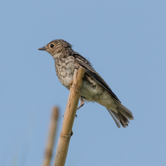 Muscicapa striata