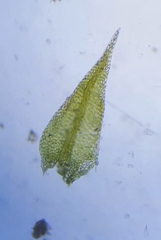 Hygroamblystegium tenax