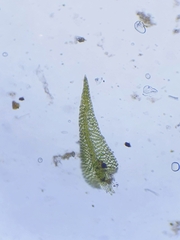 Hygroamblystegium tenax