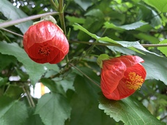 Callianthe picta
