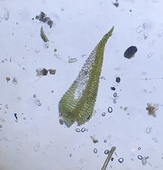 Hygroamblystegium tenax