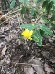 Hypericum frondosum