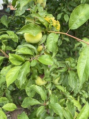 Prunus